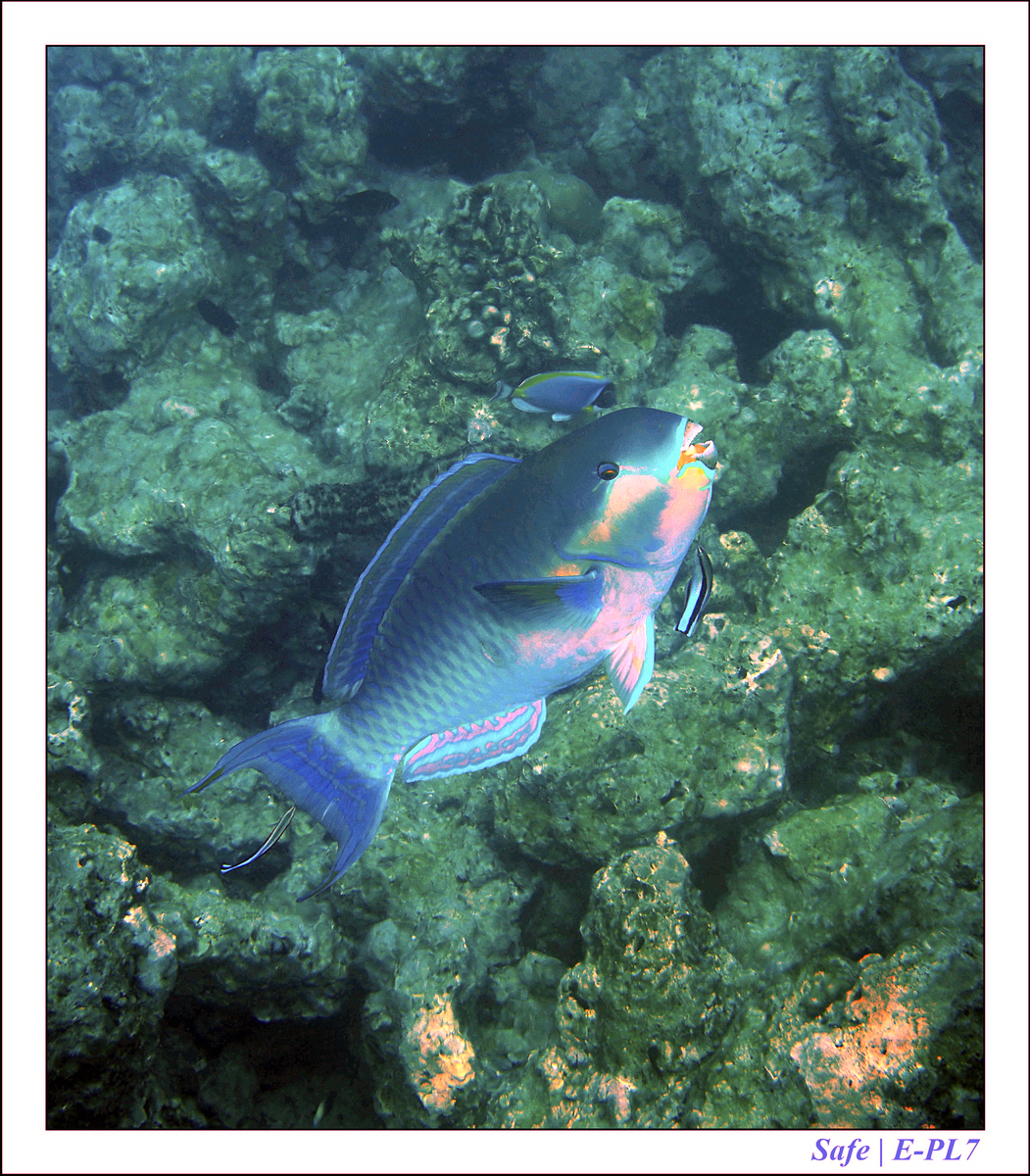 2019 - 07 - Snorkeling maldives - 41